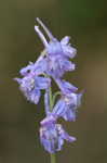 Carolina larkspur